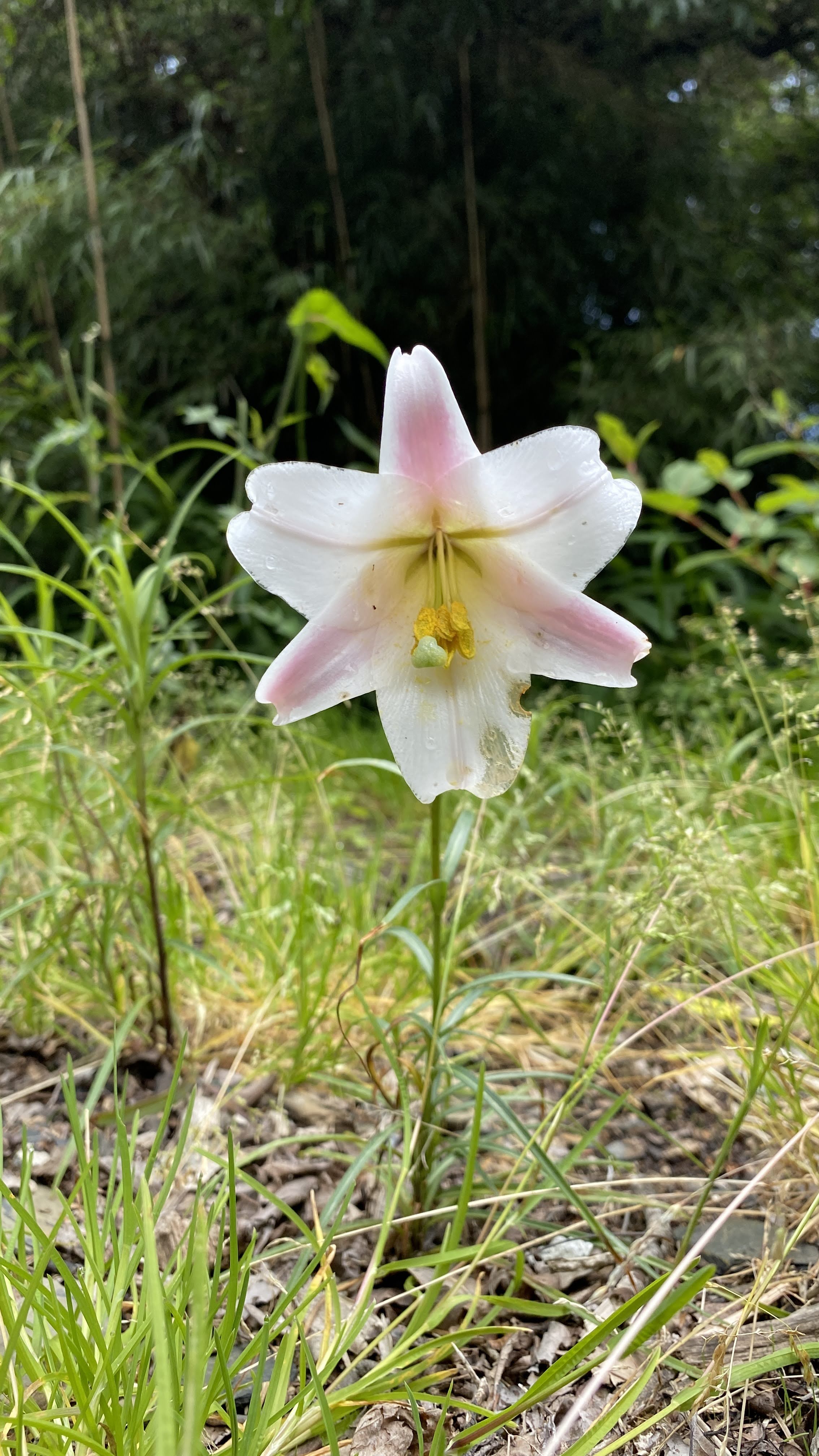 百合花