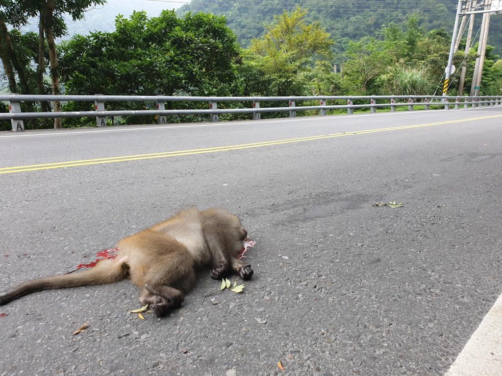 路殺編號:171559