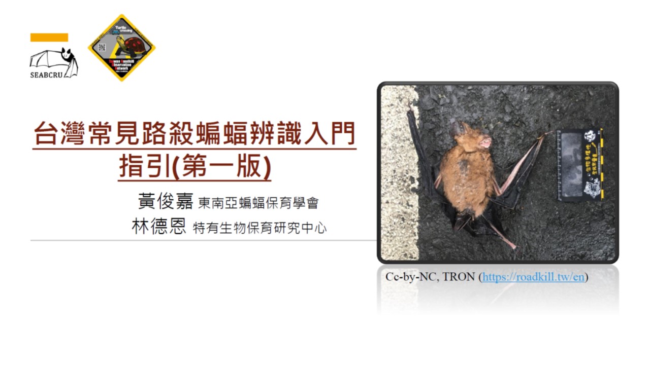 identify bat